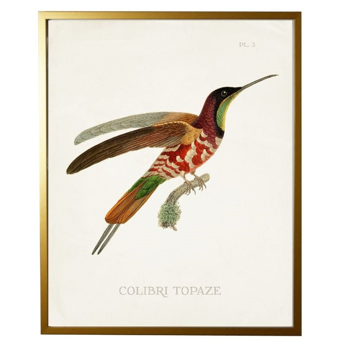 Wall Art - Hummingbird Plate 3 on White - Right Facing - Gold Wood Frame  (size options)