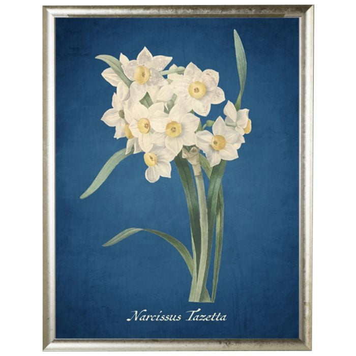 Daffodil, Narcissus available as Framed Prints, Photos, Wall Art and Photo  Gifts