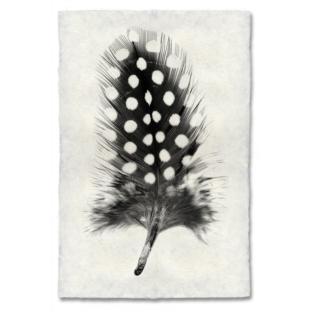 pheasant feather, Mindful Drawing