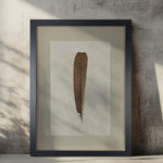 The Argus Pheasant Feather Photography Art from Barloga Studios, available in various sizes and styles, elegantly framed on a textured wall creates soft shadows and offers diverse framing options.