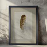 Adorning a textured wall, the Red Tailed Hawk Feather Photography Art by Barloga Studios showcases neutral tones, enhanced by soft, natural lighting and elegantly framed in archival wood options.