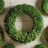 boxwood wreath round green foliage organic