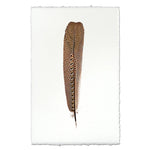 argus pheasant feather framed photography art