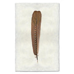 argus pheasant feather framed photography art