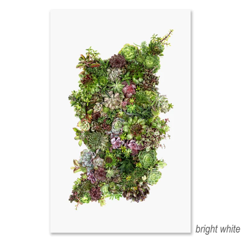 A white frame filled with a dense arrangement of various green and purple succulents, complemented by Barloga Studios' Collective Succulents Grand Format Photography Art (paper + hanging options). Text at the bottom corner says "bright white".