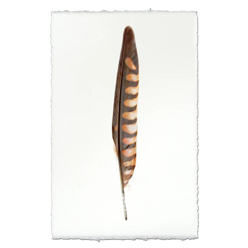 kestrel feather framed photography art