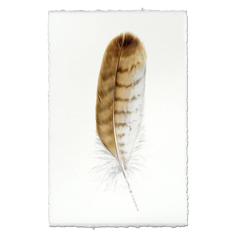 red tailed hawk feather framed photography art