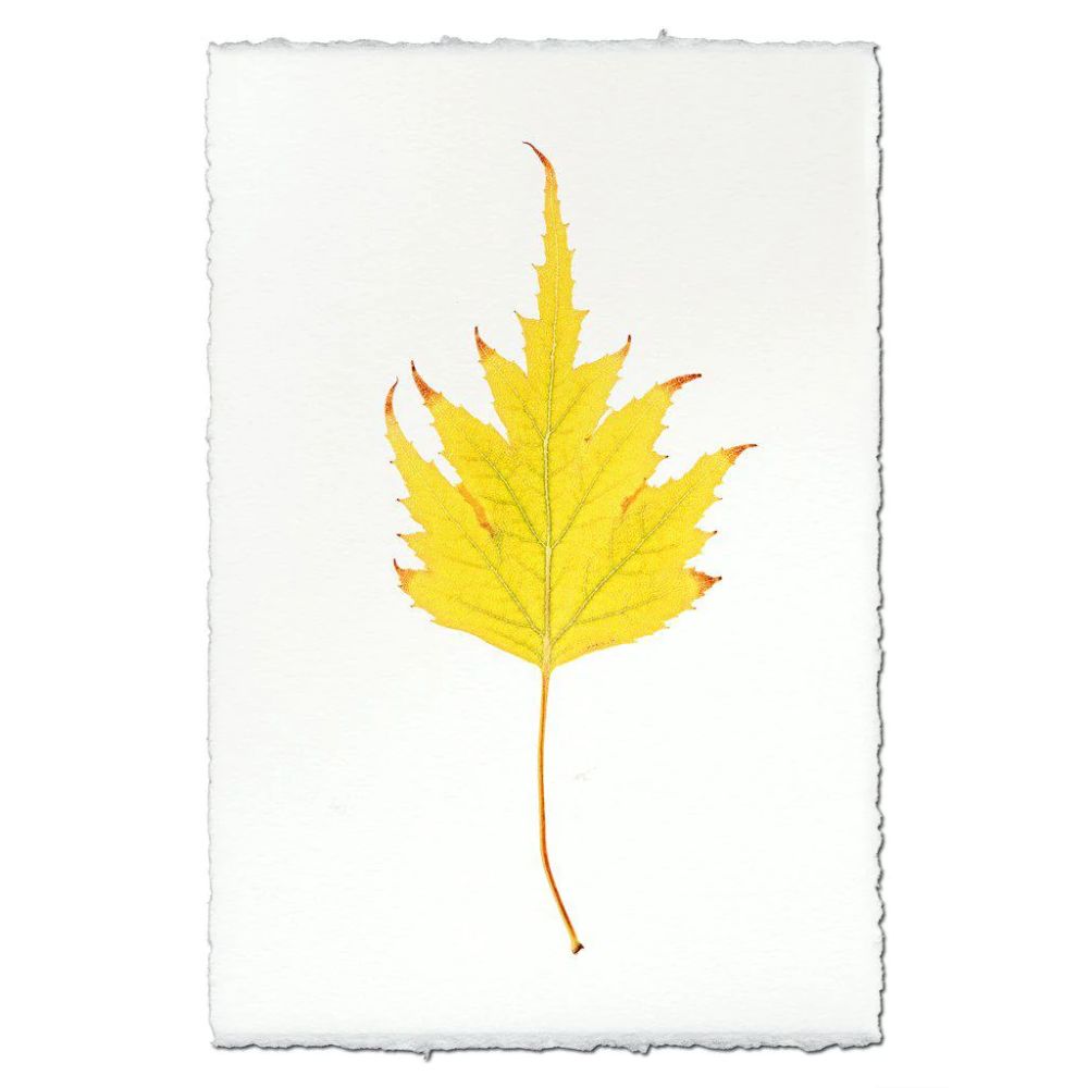 photography handmade paper birch leaf nature wall art