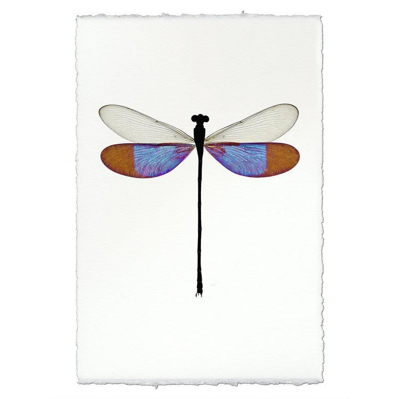 photography handmade paper damsel blue wall art